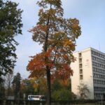 biurowiec-huty3