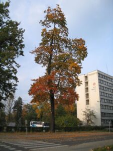 biurowiec-huty3